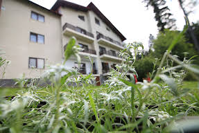 Edelweiss Putna